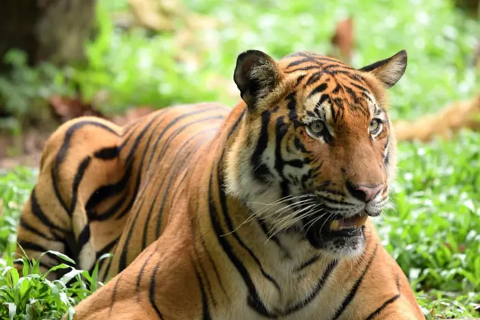 WWF Demands Harshest Penalties for Poachers After Malayan Tiger Found Dead
