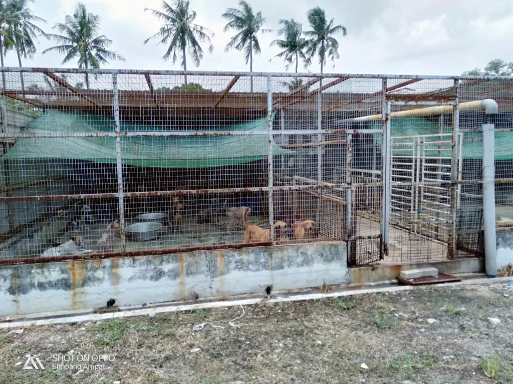 SPCA Simpang Ampat