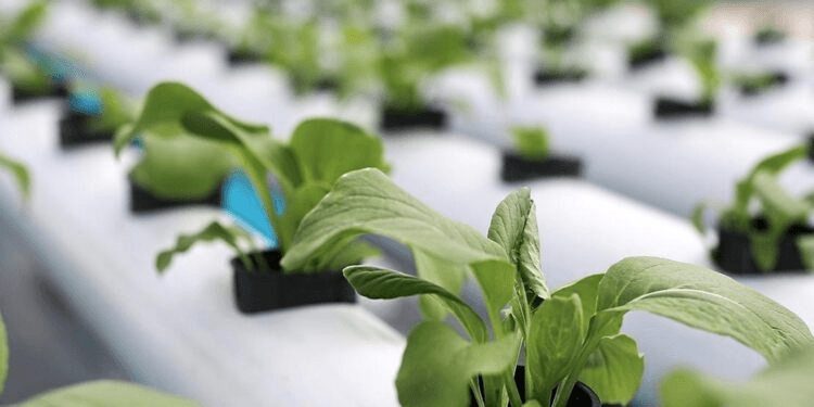 FAMA Expands B2B Digital Ecosystem to Secure National Agro-Food Supply Chain